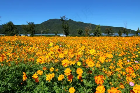黄色格桑花海图片 黄色格桑花海图片