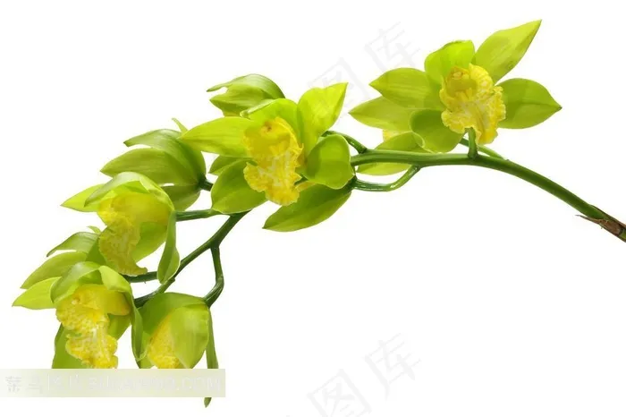 绿色兰花白底图片素材