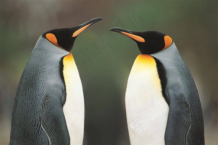 面对面站立的企鹅特写摄影高清图片