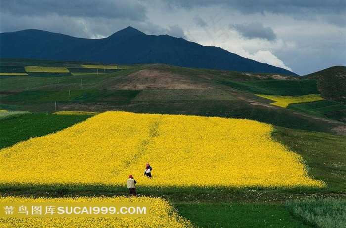 上坡上的油菜花风景