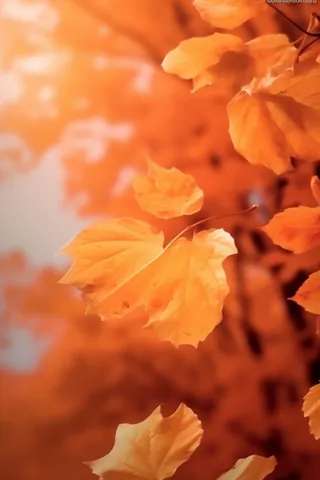 金黄色落叶秋季傍晚背景