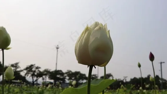 莲花, 白色的, 花, 盛开, 开花, 自然, 池塘, 夏天