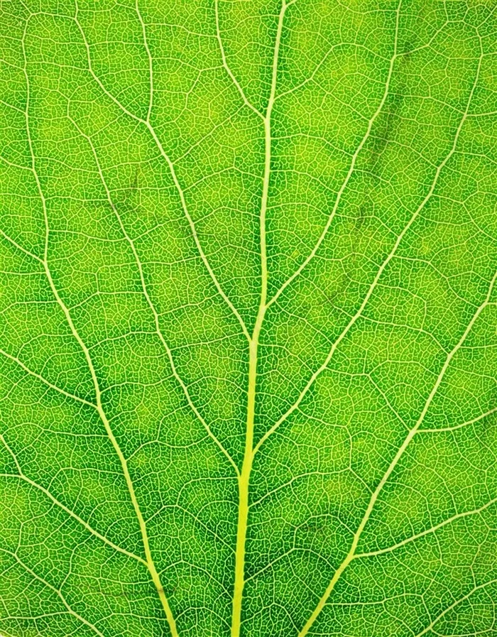 绿色树叶分叉脉络纹理高清图片