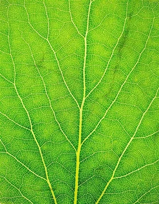 绿色树叶分叉脉络纹理高清图片