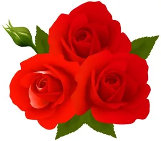 玫瑰 PNG免抠