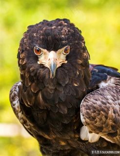 目光炯炯有神的老鹰鸟图片