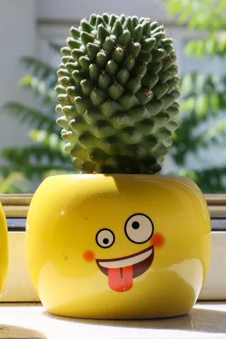 绿色仙人掌仙人球摄影素材