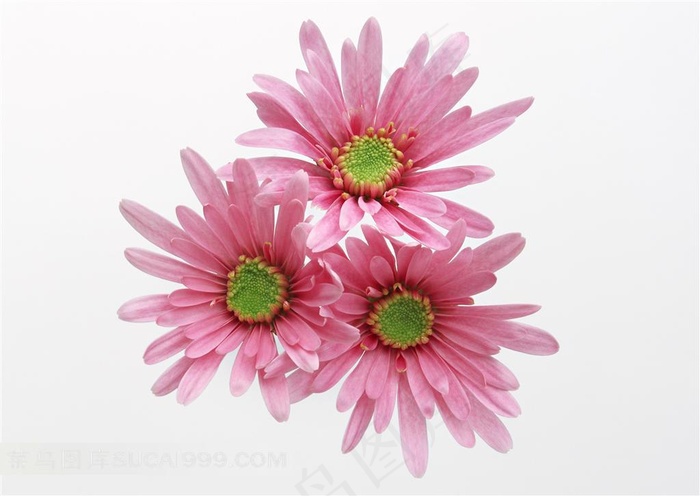 三朵粉色的小菊花白色背景