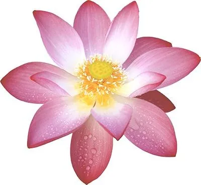 莲花 PNG免抠(400x367)