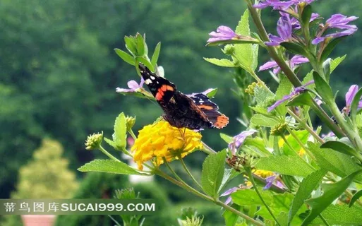 落在黄色花朵上的蝴蝶