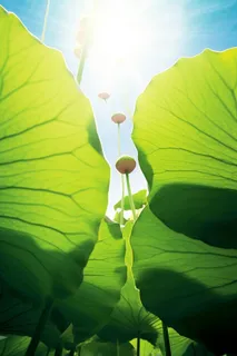 阳光荷叶清爽背景图 阳光荷叶清爽背景图