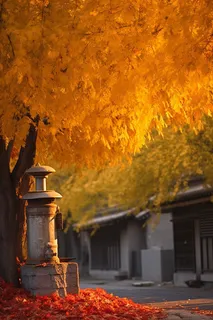 秋季回廊里的大树金黄的树叶掉了一地摄影图 