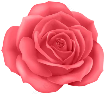 玫瑰 红色 红玫瑰 玫瑰花 花朵 鲜花特写 免抠