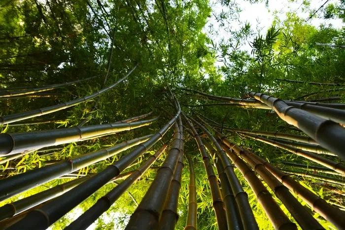 仰视竹林图片