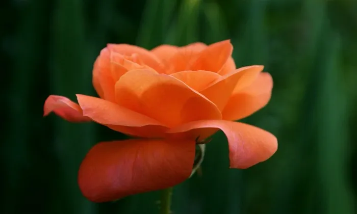唯美鲜花高清图片