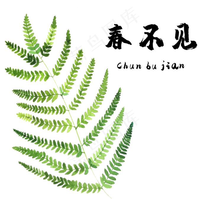 手绘草本中药药材春不见