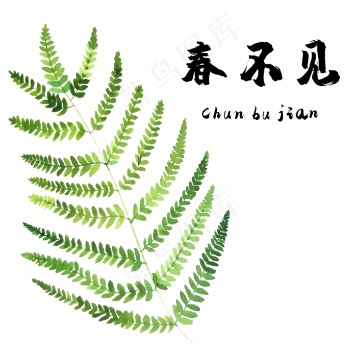 手绘草本中药药材春不见