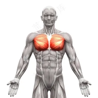 人体肌肉组织示意图高清素材图片 人体肌肉组织示意图高清素材图片