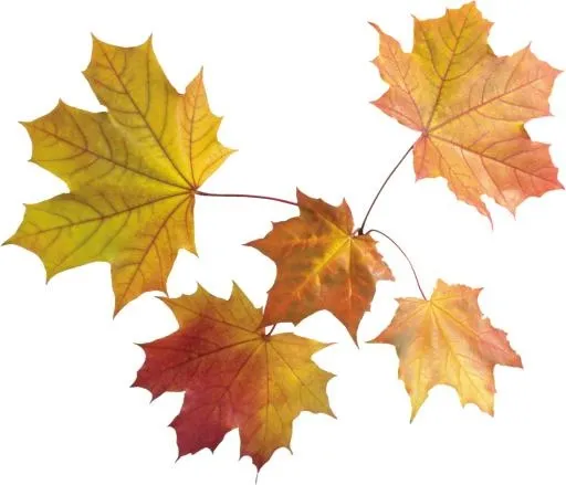 秋天 PNG 叶子免抠(2657x2281)