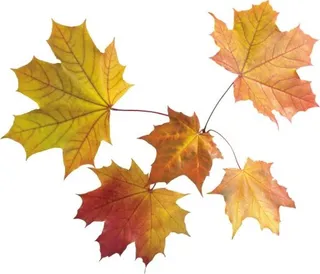 秋天 PNG 叶子免抠