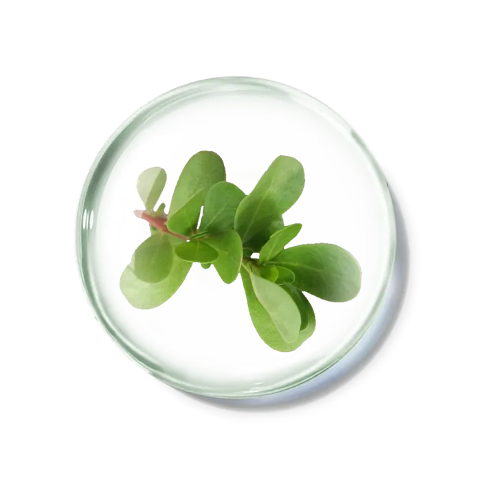 化妆品产品成分—马齿苋 免抠图