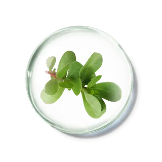 化妆品产品成分—马齿苋 免抠图