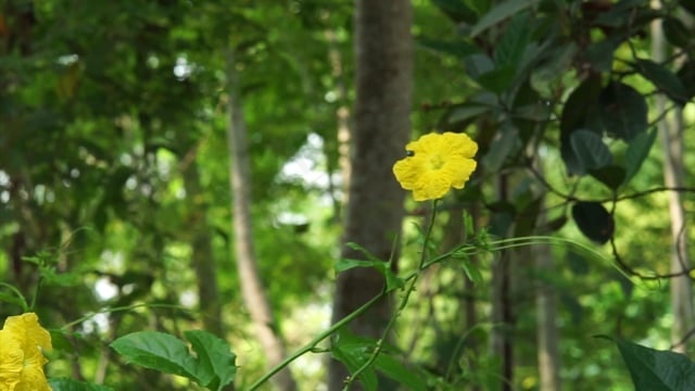 自然, 花, 花园, 蜜蜂, 争议, 飞, 海浪, 移动