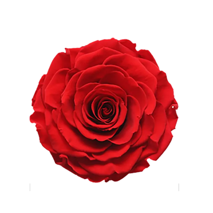 一朵玫瑰花免扣素材图片
