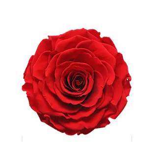 一朵玫瑰花免扣素材图片