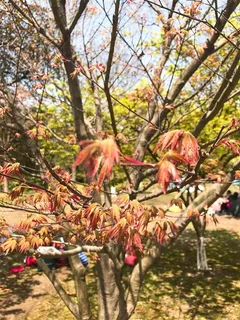 春天的绿叶图片