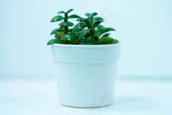 绿色装饰盆栽植物图片