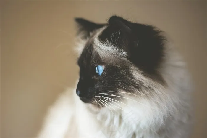 可爱的猫咪素材摄影图