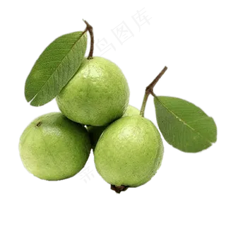 番石榴免抠素材 (17)