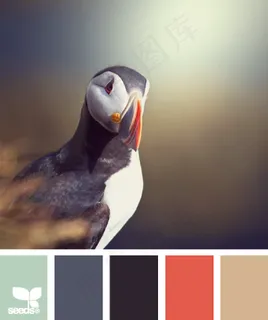 动物配色色卡色彩搭配