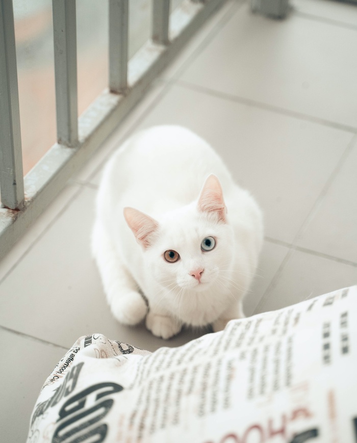可爱猫咪猫猫摄影素材