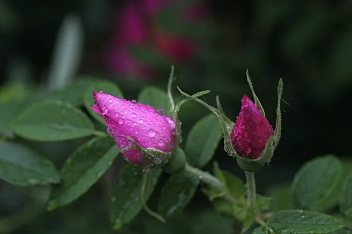 绿叶中含苞待放的玫瑰
