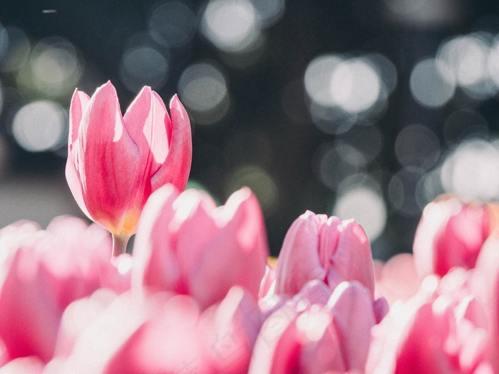 粉色郁金香花朵图片