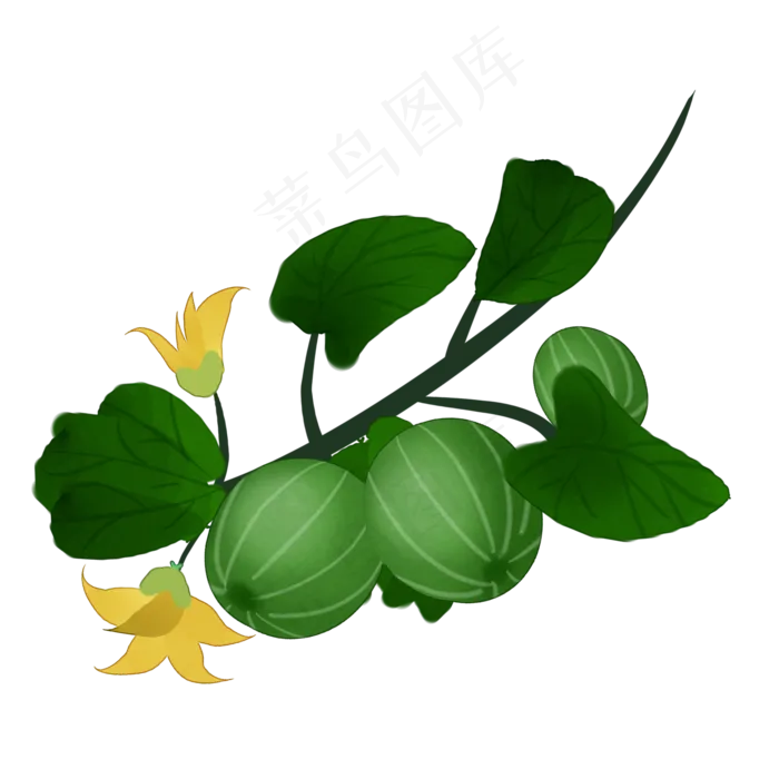 手绘草本中药药材