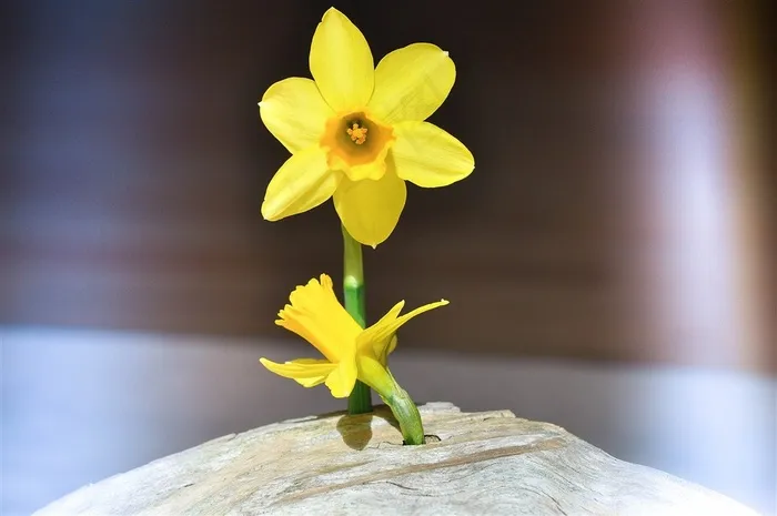 清秀典雅的水仙花素材图片