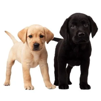 拉布拉多犬 PNG免抠(400x400)