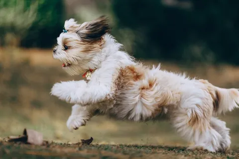 西施犬奔跑图片 西施犬奔跑图片