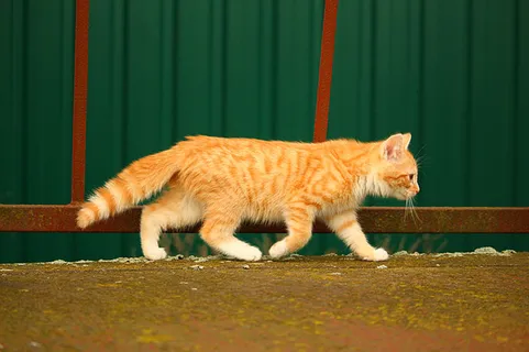 可爱猫咪 动物 素材 奶萌 (97)