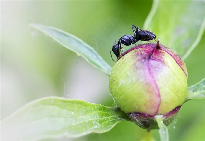 不辞劳苦的蚂蚁素材昆虫图片