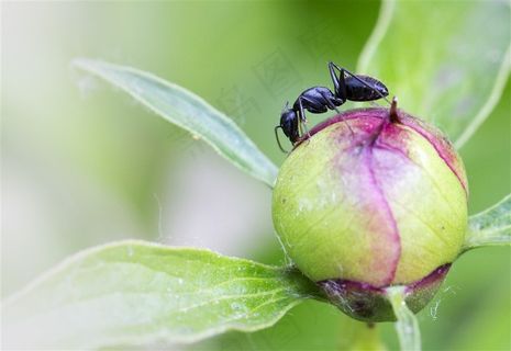不辞劳苦的蚂蚁素材昆虫图片