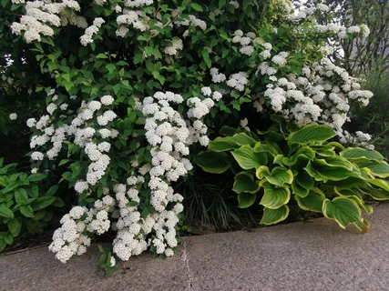 春天珍珠梅 春天珍珠梅