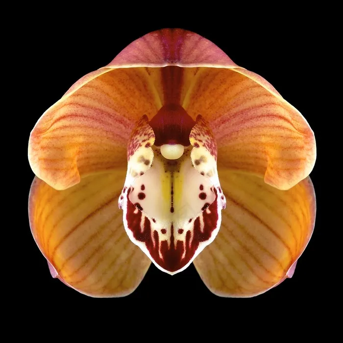 超高清鲜花花蕊图片