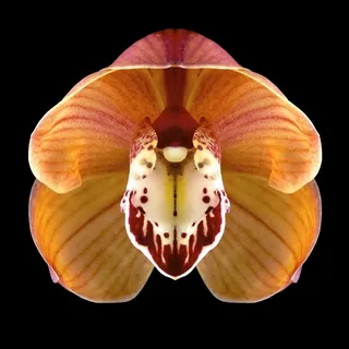 超高清鲜花花蕊图片