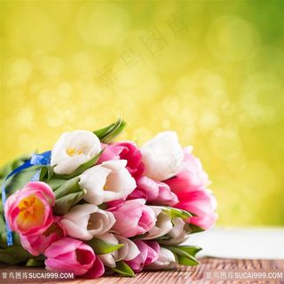 唯美五颜六色郁金香花束鲜花图片