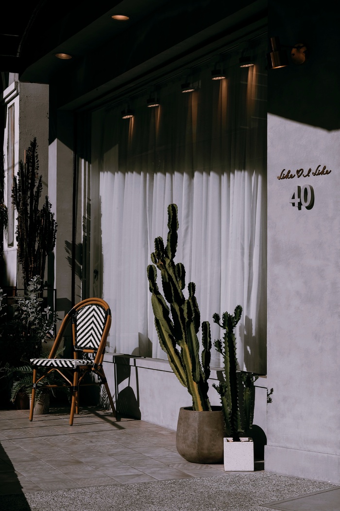 绿色仙人掌仙人球摄影素材