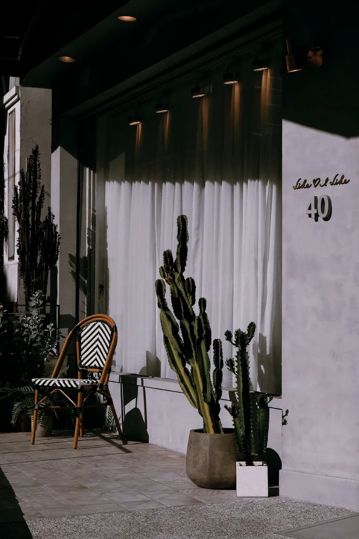 绿色仙人掌仙人球摄影素材